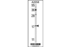 Image no. 1 for anti-P53 and DNA-Damage Regulated 1 (PDRG1) (AA 12-41), (N-Term) antibody (ABIN390943)