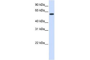 Image no. 1 for anti-UDP Glycosyltransferase 8 (UGT8) (Middle Region) antibody (ABIN635705)