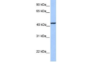 Image no. 1 for anti-Kinesin Light Chain 3 (KLC3) (Middle Region) antibody (ABIN2785352)