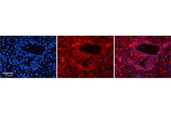 anti-Solute Carrier Family 26 (Sulfate Transporter), Member 1 (SLC26A1) (Middle Region) antibody