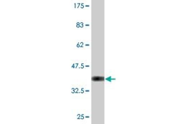 IdnK anticorps  (AA 41-141)