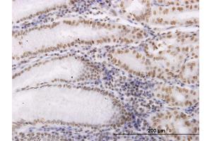 Image no. 3 for anti-Oxidative-Stress Responsive 1 (OXSR1) (AA 351-450) antibody (ABIN564268)