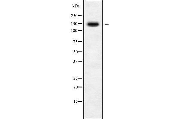 BMS1 antibody  (C-Term)