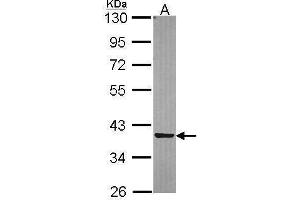 Image no. 1 for anti-Mitochondrial Ribosomal Protein L41 (MRPL41) (Center) antibody (ABIN2856195)