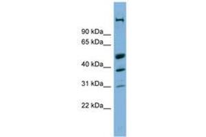 Image no. 1 for anti-CREB/ATF BZIP Transcription Factor (CREBZF) (AA 215-264) antibody (ABIN6742074)