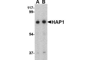 Western Blotting (WB) image for anti-Huntingtin Associated Protein 1 (HAP1) (Middle Region) antibody (ABIN1030947)