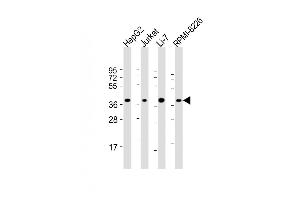 C9orf100 antibody  (AA 180-211)