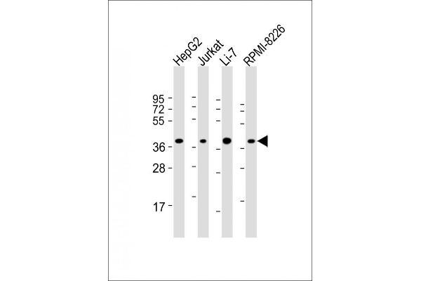 C9orf100 antibody  (AA 180-211)