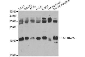 HIST1H2AG anticorps