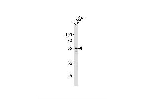 Image no. 1 for anti-Coagulation Factor II (thrombin) Receptor (F2R) antibody (ABIN1944818)