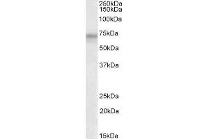 Image no. 1 for anti-Polo-Like Kinase 3 (PLK3) (AA 320-333) antibody (ABIN1590109)