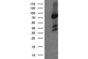 Image no. 4 for anti-Host Cell Factor C2 (HCFC2) antibody (ABIN1498601)