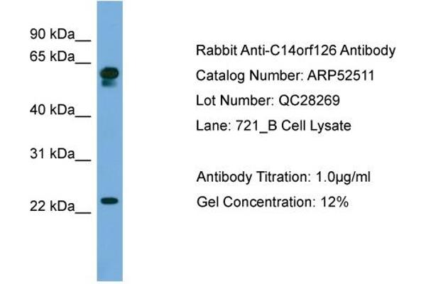 C14orf126 antibody  (Middle Region)