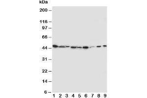 Image no. 1 for anti-Indoleamine 2,3-Dioxygenase (IDO) (N-Term) antibody (ABIN3029730)