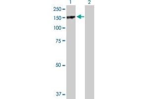 Image no. 1 for anti-Par-3 Partitioning Defective 3 Homolog (PARD3) (AA 1-1340) antibody (ABIN527910)