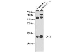 G0S2 antibody  (AA 1-100)