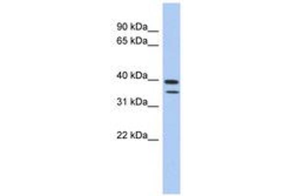 C4ORF23 Antikörper  (AA 427-476)