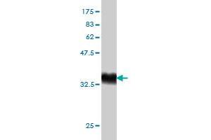 RAPGEF6 anticorps  (AA 1012-1110)
