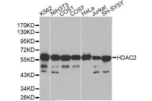 Image no. 10 for anti-Histone Deacetylase 2 (HDAC2) antibody (ABIN3022867)