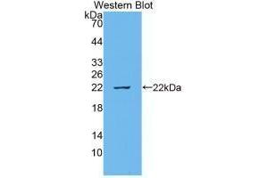 Image no. 2 for anti-Interleukin 18 (IL18) (AA 37-193) antibody (ABIN6002435)