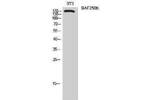 Image no. 1 for anti-AT Rich Interactive Domain 1B (SWI1-Like) (ARID1B) (Internal Region) antibody (ABIN3183468)