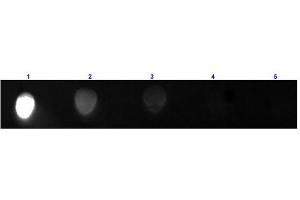 Dot Blot results of Rabbit Anti-Mouse IgG2a Antibody Fluorescein Conjugated.