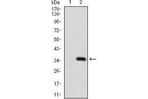 Image no. 4 for anti-ATP-Binding Cassette, Sub-Family C (CFTR/MRP), Member 4 (ABCC4) (AA 631-692) antibody (ABIN1724860)