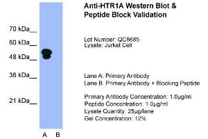 Image no. 1 for anti-Serotonin Receptor 1A (HTR1A) (N-Term) antibody (ABIN2792271)