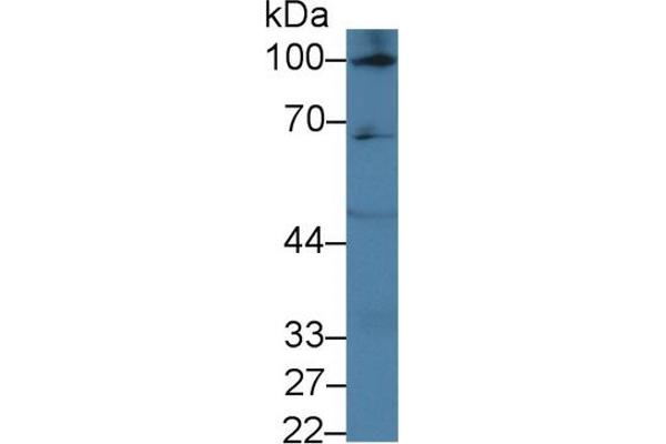 EPAS1 antibody  (AA 339-541)