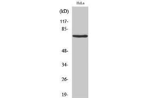 Image no. 1 for anti-Nuclear Factor (erythroid-Derived 2)-Like 3 (NFE2L3) (Internal Region) antibody (ABIN3185957)