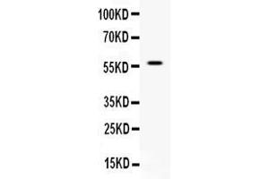 Image no. 1 for anti-APEX Nuclease (Apurinic/apyrimidinic Endonuclease) 2 (APEX2) (AA 102-210) antibody (ABIN5518737)