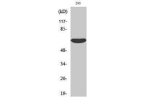 Image no. 1 for anti-Interleukin-1 Receptor-Associated Kinase 2 (IRAK2) (Internal Region) antibody (ABIN3185223)