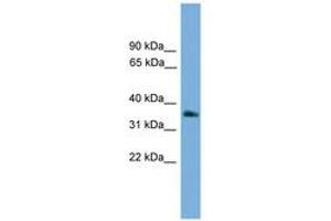 Image no. 1 for anti-Guanine Nucleotide Binding Protein (G Protein), beta Polypeptide 4 (GNB4) (AA 215-264) antibody (ABIN6745161)