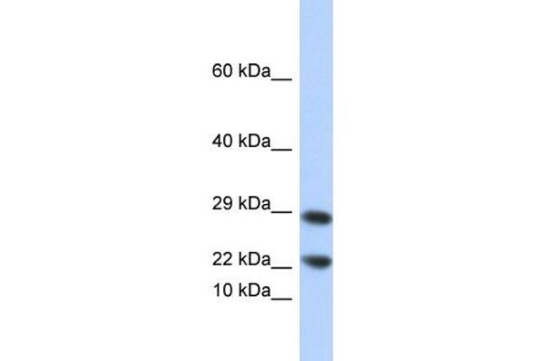 LCN8 antibody  (N-Term)