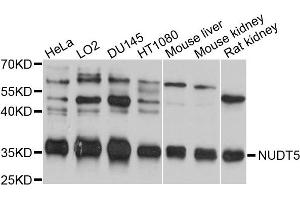 anti-Nudix (Nucleoside Diphosphate Linked Moiety X)-Type Motif 5 (NUDT5) antibody
