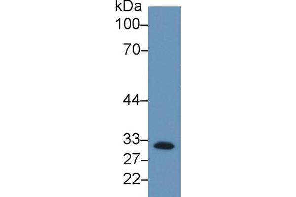C1QBP anticorps  (AA 76-282)