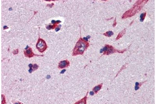 CBLN4 antibody  (AA 125-174)