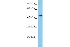 Image no. 5 for anti-Activating Transcription Factor 2 (ATF2) (C-Term) antibody (ABIN2778291)