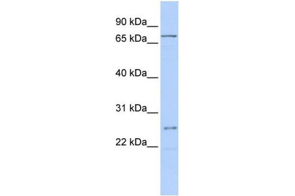GALNT14 antibody  (Middle Region)