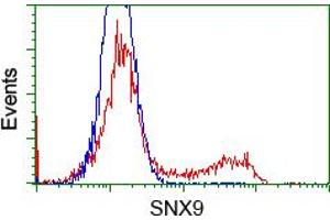 Image no. 2 for anti-Sorting Nexin 9 (SNX9) antibody (ABIN1501044)