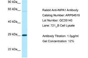 Image no. 1 for anti-Non Imprinted In Prader Willi/Angelman Syndrome Region Protein 1 (NIPA1) (C-Term) antibody (ABIN2789860)