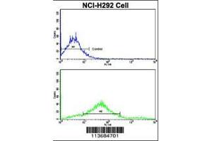 Image no. 1 for anti-Cadherin 7 (CDH7) (AA 56-84), (N-Term) antibody (ABIN5532864)