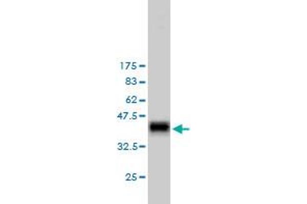RASA1 antibody  (AA 948-1047)