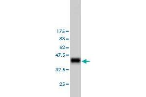 Image no. 4 for anti-RAS P21 Protein Activator (GTPase Activating Protein) 1 (RASA1) (AA 948-1047) antibody (ABIN562592)
