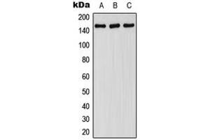 Image no. 2 for anti-Fanconi Anemia Group A Protein (FANCA) (C-Term), (pSer1149) antibody (ABIN2704781)