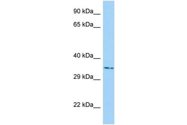 anti-Nucleotide Binding Protein-Like (NUBPL) (C-Term) antibody