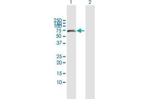 Image no. 2 for anti-Tubby Like Protein 2 (TULP2) (AA 1-520) antibody (ABIN948601)