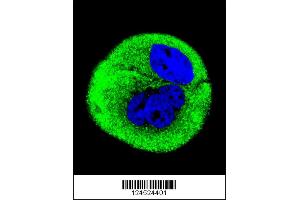 Immunofluorescence (IF) image for anti-Cytochrome C Oxidase Subunit I (COX1) antibody (ABIN2160269)