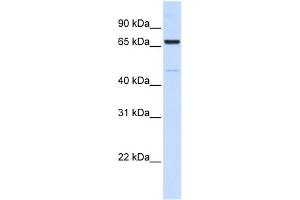 Image no. 2 for anti-Acyl-CoA Synthetase Long-Chain Family Member 5 (ACSL5) (C-Term) antibody (ABIN2782881)