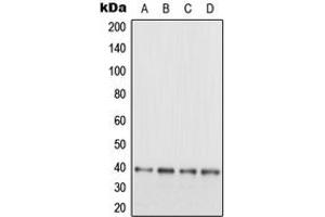 Image no. 1 for anti-Microtubule-Associated Protein, RP/EB Family, Member 3 (MAPRE3) (C-Term) antibody (ABIN2704742)